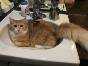 成長期別!子猫の餌パーフェクトガイド決定版