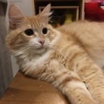猫用ホリスティックレセピーの栄養成分と安全性の口コミ評判