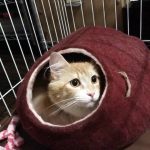 シシアキャットフードの栄養成分と安全性の口コミ評判