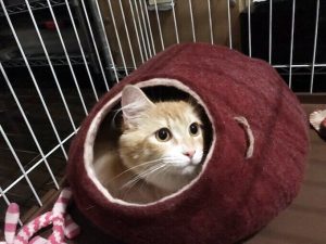 シシアキャットフードの栄養成分と安全性の口コミ評判