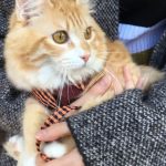 猫用ナウフレッシュの栄養成分と安全性の口コミ評判