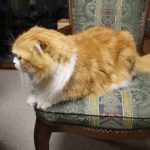 フィリックスキャットフードの栄養成分と安全性の口コミ評判