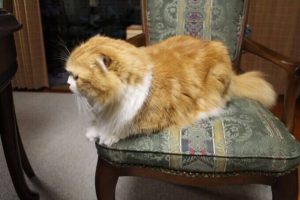 フィリックスキャットフードの栄養成分と安全性の口コミ評判
