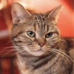 ハッピーキャットの栄養成分と安全性の口コミ評判