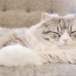 ザナベレキャットフードの栄養成分と安全性の口コミ評判