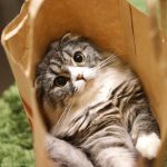 スペシフィックキャットフードの栄養成分と安全性の口コミ評判