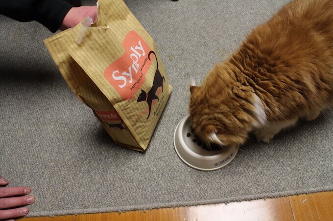 シンプリーキャットフードを食べる猫