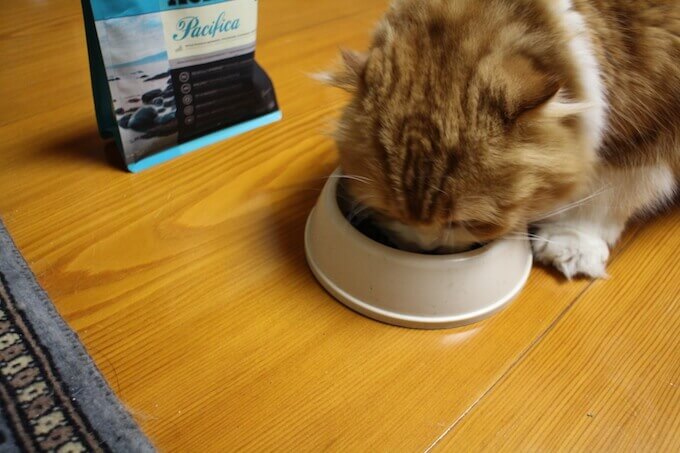 アカナキャットフードを食べる猫
