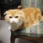 カナガンキャットフードの栄養成分と安全性の口コミ評判