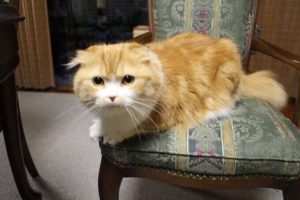 カナガンキャットフードの栄養成分と安全性の口コミ評判