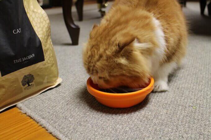 ジャガーキャットフードを食べる猫