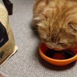 ジャガーキャットフードの栄養成分と安全性の口コミ評判