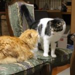 専門家が語る新しいキャットフードへの切り替え方と極意