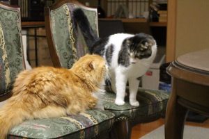 専門家が語る新しいキャットフードへの切り替え方と極意