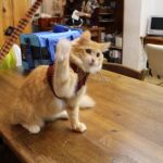 高級キャットフードのメリットデメリットとおすすめ3選