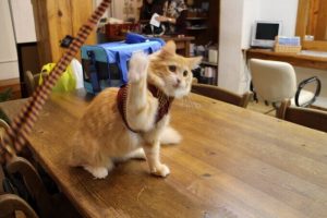 高級キャットフードのメリットデメリットとおすすめ3選