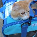 猫用セレクトバランスの栄養成分と安全性の口コミ評判
