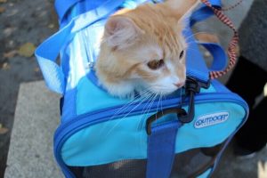猫用セレクトバランスの栄養成分と安全性の口コミ評判