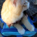 猫用おやつドリーミーズの栄養成分と安全性の口コミ評判