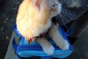 猫用おやつドリーミーズの栄養成分と安全性の口コミ評判