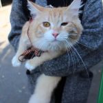 ANFキャットフードの栄養成分と安全性の口コミ評判