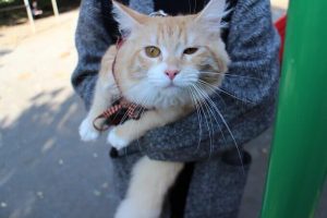 ANFキャットフードの栄養成分と安全性の口コミ評判