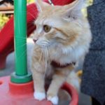 猫用ミスターフルーツの栄養成分と安全性の口コミ評判