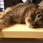 モグニャンキャットフードの栄養成分と安全性の口コミ評判