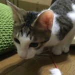 猫用サイエンスダイエットの栄養成分と安全性の口コミ評判