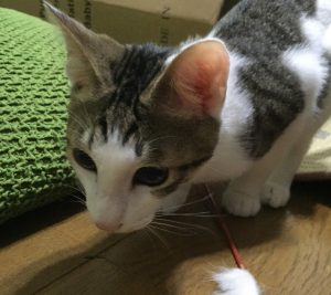 猫用サイエンスダイエットの栄養成分と安全性の口コミ評判