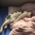 メディファスキャットフードの栄養成分と安全性の口コミ評判
