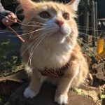 安いキャットフードのメリットデメリットとおすすめ3選