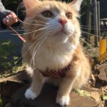 フリスキーの栄養成分と安全性の口コミ評判