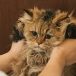 猫用グリーンフィッシュの栄養成分と安全性の口コミ評判