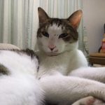 フッセキャットフードの栄養成分と安全性の口コミ評判