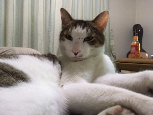 フッセキャットフードの栄養成分と安全性の口コミ評判