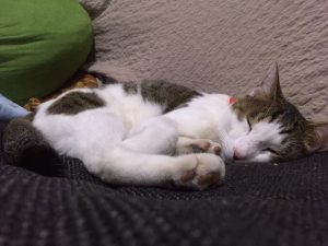 猫の食物アレルギーの原因とアレルギー対応キャットフード5選