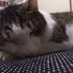 目やに涙やけの原因と改善に適したキャットフード5選