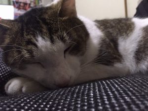 目やに涙やけの原因と改善に適したキャットフード5選