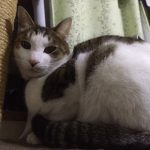 猫の毛並み毛艶が良くなるおすすめキャットフード3選
