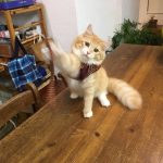 激安キャットフードのメリットデメリットとおすすめフード