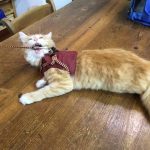 猫用アニモンダカーニーの栄養成分と安全性の口コミ評判
