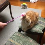 キャットフード人気売れ筋ランキング【最新版】