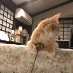 正しいウェットフードの選び方とおすすめ缶詰キャットフード3選
