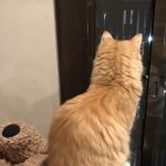 猫用アーガイルディッシュの栄養成分と安全性と口コミ評判