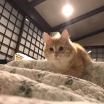 SGJプロダクツキャットフードの栄養成分と安全性