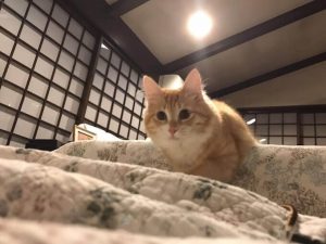 SGJプロダクツキャットフードの栄養成分と安全性