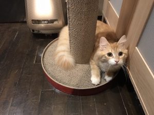 オーガニックキャットフードのメリットデメリットとおすすめ5選