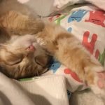 猫用サイエンスダイエットプロの栄養成分と安全性の口コミ評判