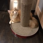 キャットフードの適量は?回数や量は猫によって変わる?